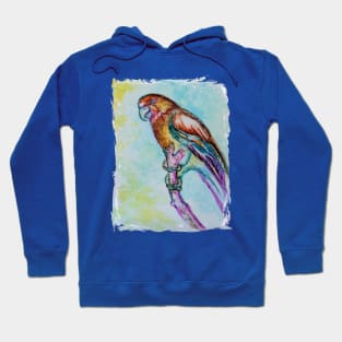 SUN CONURE BIRD Hoodie